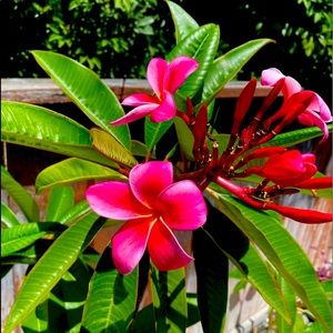 Beautiful Red Plumeria